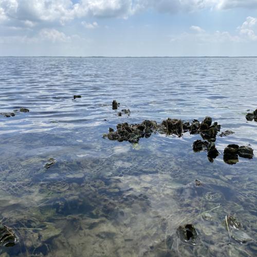 St. Charles Bay restored oyster reef