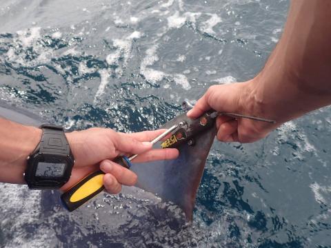 attaching satellite tag to shark fin