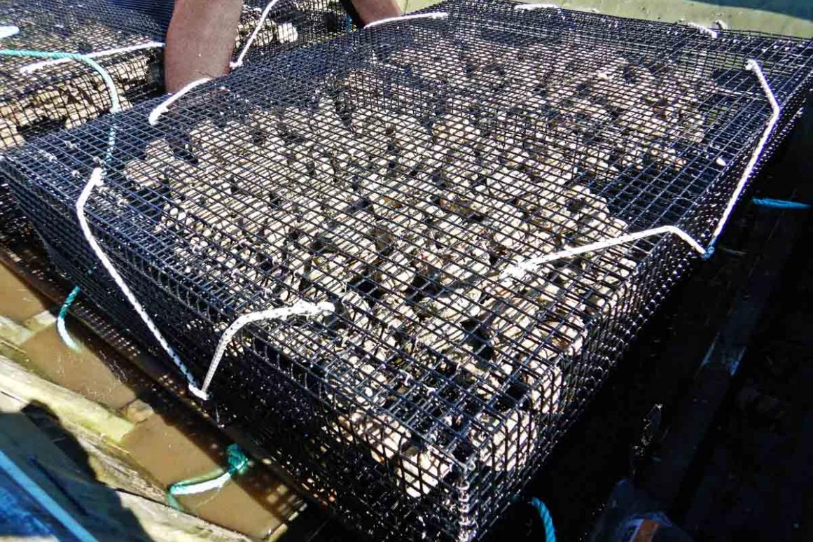 oyster recycling