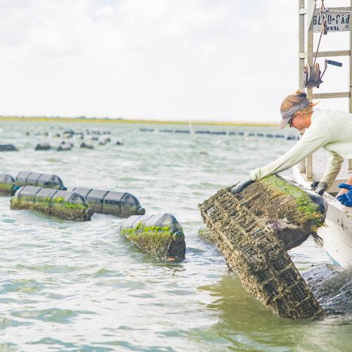 texas oyster farming